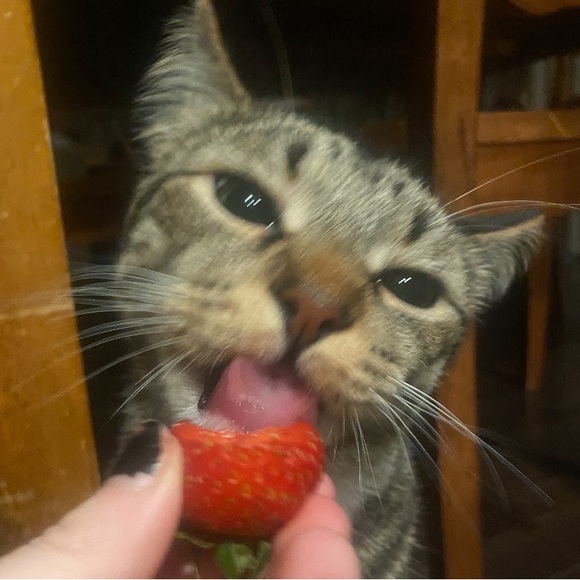 freddy - Picture 7 of 16